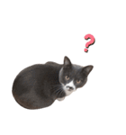ねこのつぶちゃん（個別スタンプ：4）