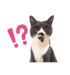 ねこのつぶちゃん（個別スタンプ：5）