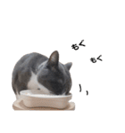 ねこのつぶちゃん（個別スタンプ：9）