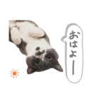 ねこのつぶちゃん（個別スタンプ：10）
