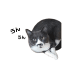 ねこのつぶちゃん（個別スタンプ：11）