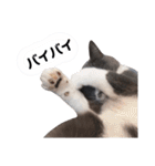 ねこのつぶちゃん（個別スタンプ：14）
