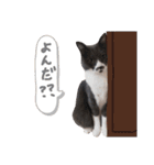 ねこのつぶちゃん（個別スタンプ：15）