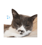 ねこのつぶちゃん（個別スタンプ：16）