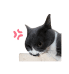 ねこのつぶちゃん（個別スタンプ：23）