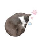 ねこのつぶちゃん（個別スタンプ：25）