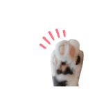 ねこのつぶちゃん（個別スタンプ：28）