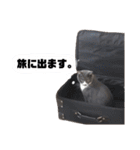 ねこのつぶちゃん（個別スタンプ：30）