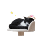 ねこのつぶちゃん（個別スタンプ：35）