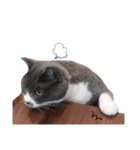 ねこのつぶちゃん（個別スタンプ：36）