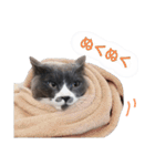 ねこのつぶちゃん（個別スタンプ：37）