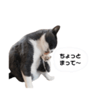 ねこのつぶちゃん（個別スタンプ：38）