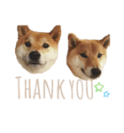 柴犬ちょことまっちゃ（個別スタンプ：2）