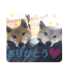 柴犬ちょことまっちゃ（個別スタンプ：3）