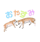 柴犬ちょことまっちゃ（個別スタンプ：4）