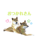 柴犬ちょことまっちゃ（個別スタンプ：5）