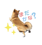 柴犬ちょことまっちゃ（個別スタンプ：7）