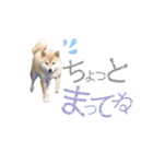 柴犬ちょことまっちゃ（個別スタンプ：8）