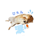 柴犬ちょことまっちゃ（個別スタンプ：9）