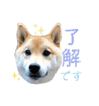 柴犬ちょことまっちゃ（個別スタンプ：10）