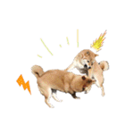 柴犬ちょことまっちゃ（個別スタンプ：11）