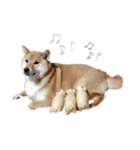 柴犬ちょことまっちゃ（個別スタンプ：12）