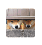 柴犬ちょことまっちゃ（個別スタンプ：13）
