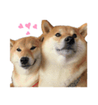 柴犬ちょことまっちゃ（個別スタンプ：14）