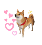 柴犬ちょことまっちゃ（個別スタンプ：15）