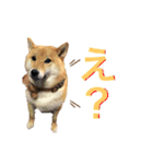 柴犬ちょことまっちゃ（個別スタンプ：17）