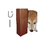 柴犬ちょことまっちゃ（個別スタンプ：18）