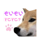 柴犬ちょことまっちゃ（個別スタンプ：19）