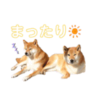 柴犬ちょことまっちゃ（個別スタンプ：20）