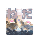 柴犬ちょことまっちゃ（個別スタンプ：21）