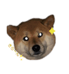 柴犬ちょことまっちゃ（個別スタンプ：24）