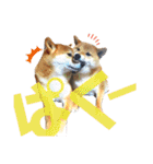 柴犬ちょことまっちゃ（個別スタンプ：25）