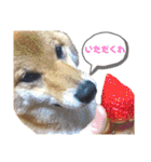 柴犬ちょことまっちゃ（個別スタンプ：27）