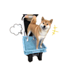 柴犬ちょことまっちゃ（個別スタンプ：29）