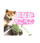 柴犬ちょことまっちゃ（個別スタンプ：30）