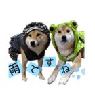 柴犬ちょことまっちゃ（個別スタンプ：31）