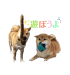 柴犬ちょことまっちゃ（個別スタンプ：32）