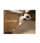 うちのニャンコロベー2（個別スタンプ：1）