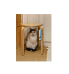 うちのニャンコロベー2（個別スタンプ：2）