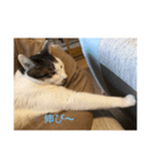 うちのニャンコロベー2（個別スタンプ：7）
