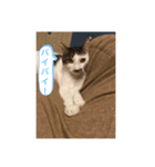 うちのニャンコロベー2（個別スタンプ：8）