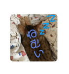 ベンガル猫ベガのスタンプ2（個別スタンプ：2）