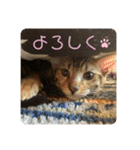 ベンガル猫ベガのスタンプ2（個別スタンプ：3）
