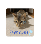 ベンガル猫ベガのスタンプ2（個別スタンプ：4）