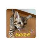 ベンガル猫ベガのスタンプ2（個別スタンプ：5）