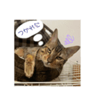 ベンガル猫ベガのスタンプ2（個別スタンプ：8）